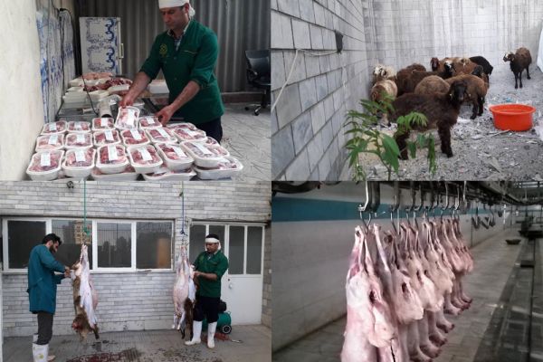 With god and cooperation and participation of donors of  Ashraf Al-Anbiya G charity, 50 sheep from donors were slaughtered during Qorban Eid