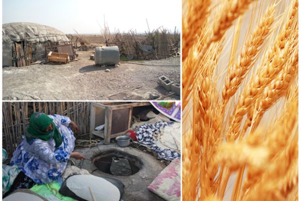 Ashrafolanbia charity on the eve of Ghadir Eid , 16 tons of flour worth 190million riyals distributed between deprived  rural of  KooshaAhmadi  & Bashagard of Hormozgan.